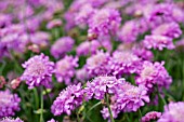 SCABIOSA PINK MIST BED