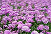 SCABIOSA PINK MIST BED