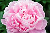 PAEONIA SARAH BERNHARDT