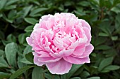 PAEONIA SARAH BERNHARDT