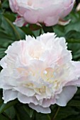 PAEONIA SHIRLEY TEMPLE, (PEONY SHIRLEY TEMPLE)