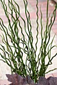 JUNCUS SPIRALIS CURLY WURLY