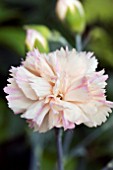 DIANTHUS DEVON CREAM