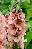 VERBASCUM PINK PETTICOATS