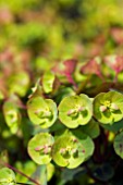 EUPHORBIA EFANTHIA