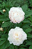 PAEONIA SHIRLEY TEMPLE