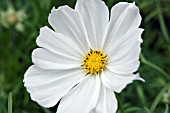 COSMOS SONATA WHITE