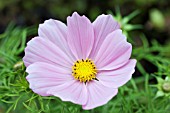 COSMOS SONATA PINK