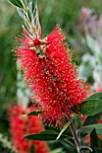 CALLISTEMON SPLENDENS