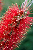 CALLISTEMON SPLENDENS