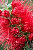 CALLISTEMON SPLENDENS (FLOWERS UNFURLING)