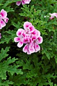 PELARGONIUM LARA JESTER(SCENTED)