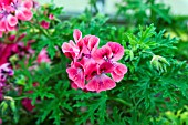 PELARGONIUM LARA SUNSHINE (SCENTED)