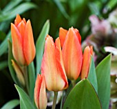 TULIPA PRAESTANS MOONDANCE