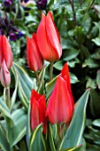 TULIPA PRAESTANS RED SUN