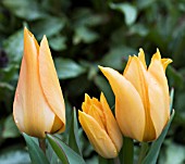 TULIPA PRAESTANS YAKI