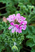 PELARGONIUM UNIQUE (SCENTED)