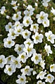 SAXIFRAGA WHITE STAR