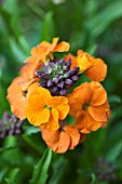 ERYSIMUM APRICOT DELIGHT