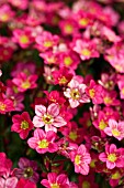 SAXIFRAGA PETER PAN