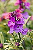 ERYSIMUM STARS & STRIPES