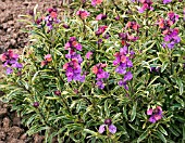 ERYSIMUM STARS & STRIPES