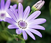 PERICALLIS LAVENDER BLUE (SENETTI)