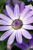 PERICALLIS LAVENDER BLUE (SENETTI)