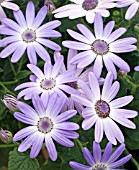 PERICALLIS LAVENDER BLUE (SENETTI)