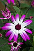 PERICALLIS MAGANTA BICOLOUR (SENETTI)