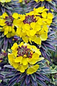 ERYSIMUM SUNBURST