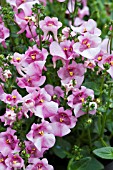 DIASCIA WINK LAVENDER