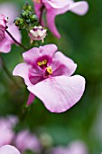 DIASCIA WINK LAVENDER