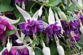 FUCHSIA DEEP PURPLE (TRAILING)