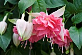 FUCHSIA PEACHY (TRAILING)