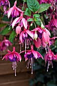 FUCHSIA ROCKET FIRE (TRAILING)