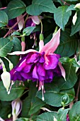 FUCHSIA ROYAL MOSAIC