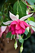 FUCHSIA SEVENTH HEAVEN (TRAILING)