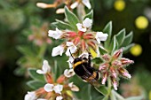 LOTUS HIRSUTUS WITH BUMBLE BEE