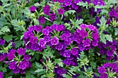 VERBENA VERSACE PURPLE