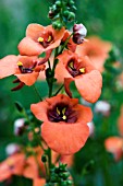 DIASCIA WINK ORANGE