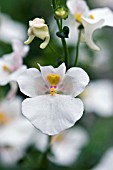 DIASCIA WINK WHITE