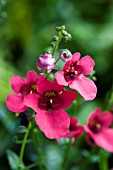 DIASCIA DEVOTION PLUM