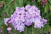 PHLOX PANICULATA AMETHYST