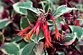 FUCHSIA FIRECRACKER