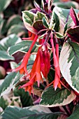 FUCHSIA FIRECRACKER