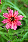 COREOPSIS LIMEROCK DREAM