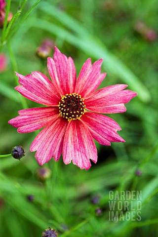 COREOPSIS_LIMEROCK_DREAM