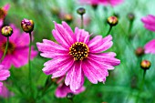 COREOPSIS LIMEROCK PASSION