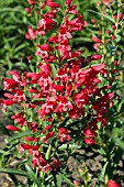 PENSTEMON RED RIDING HOOD